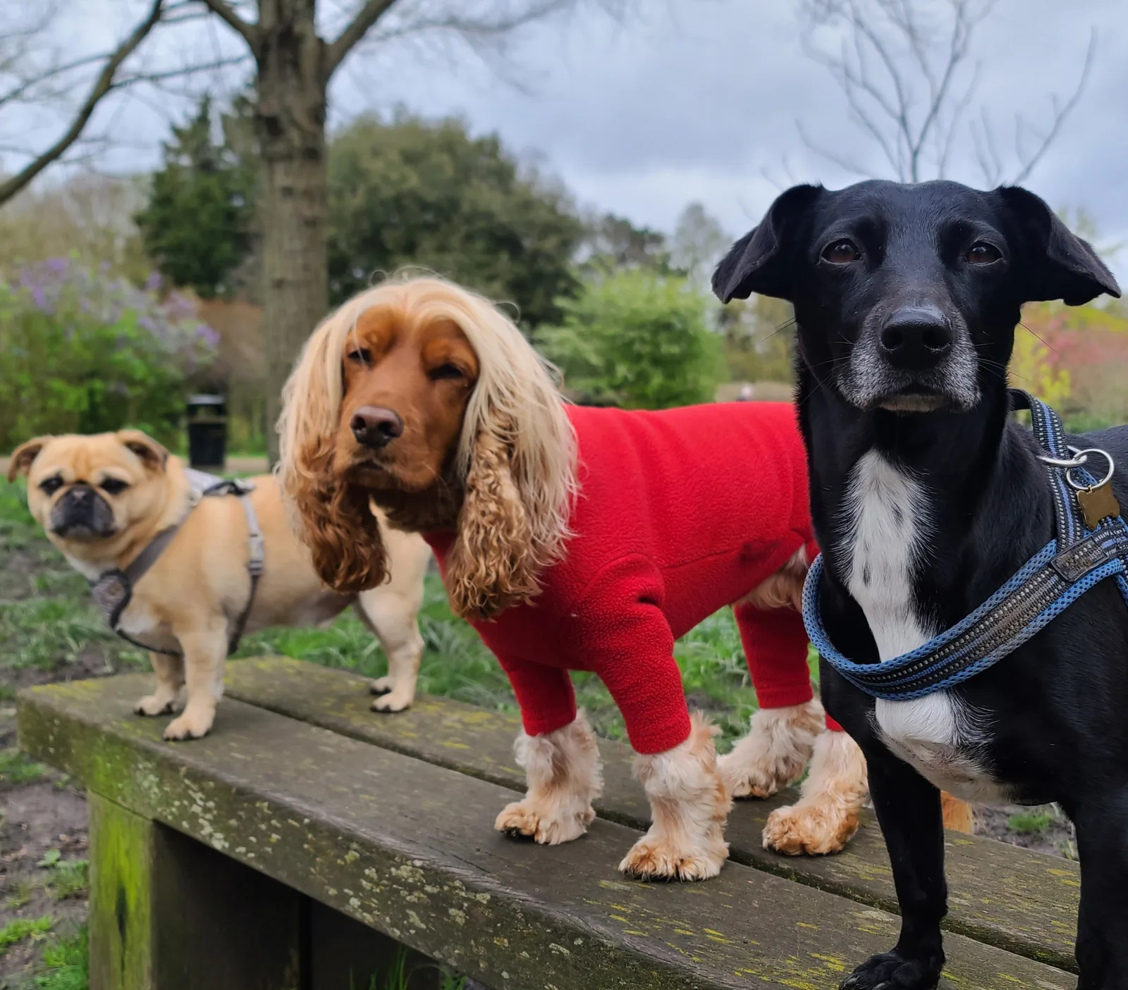 Drei Hunde schauen im Gruppentraining in Berlin in die Kamera