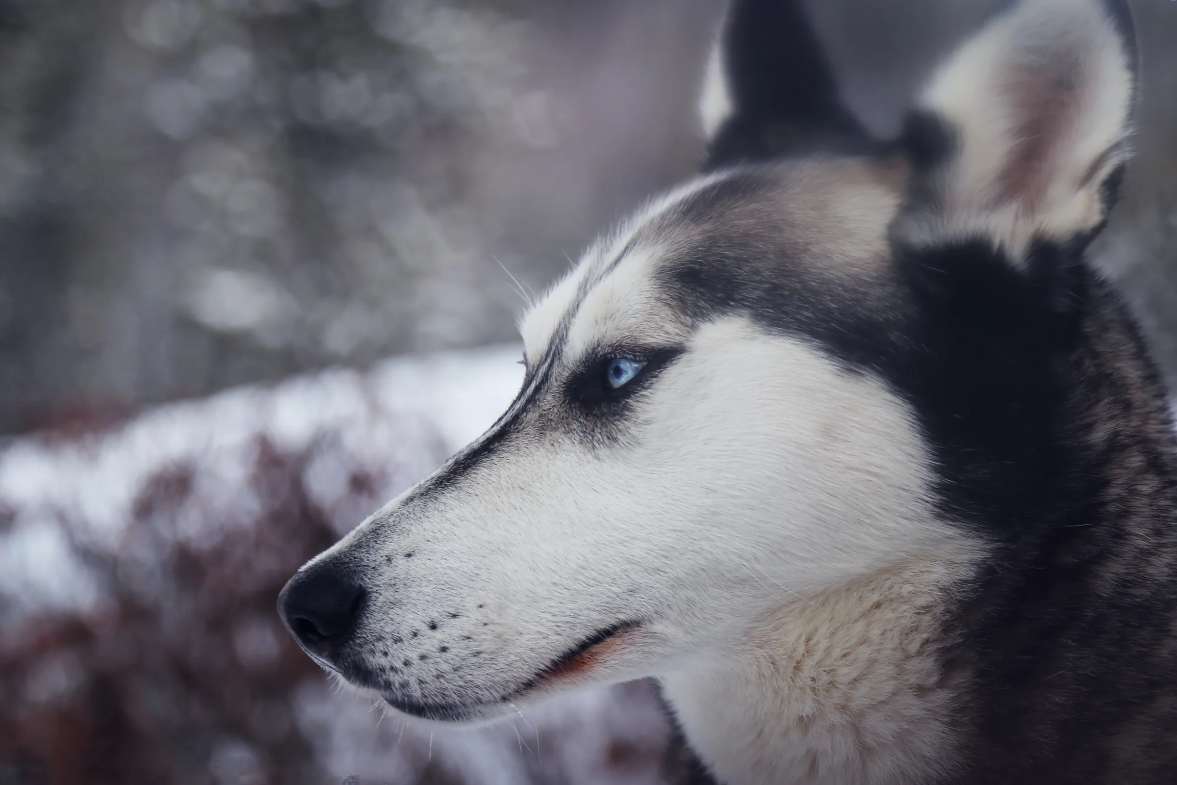Husky im Profil – Sinnbild für den WolfSpirit