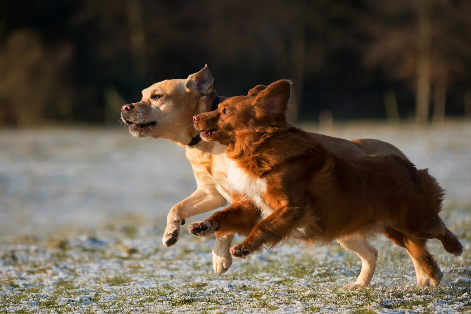 Zwei Hunde spielen ausgelassen draußen