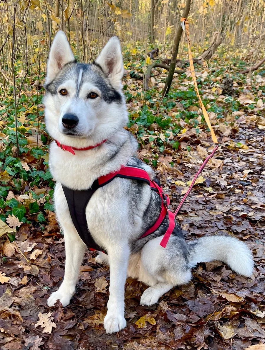 Shiva Malia, Husky und Trainingsassistentin, im Herbstlaub
